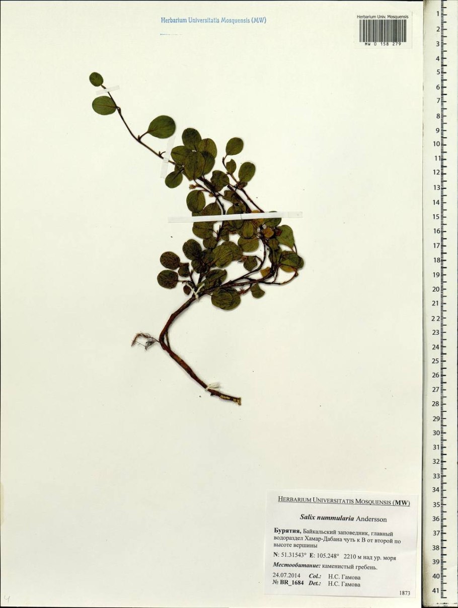 Salix nummularia