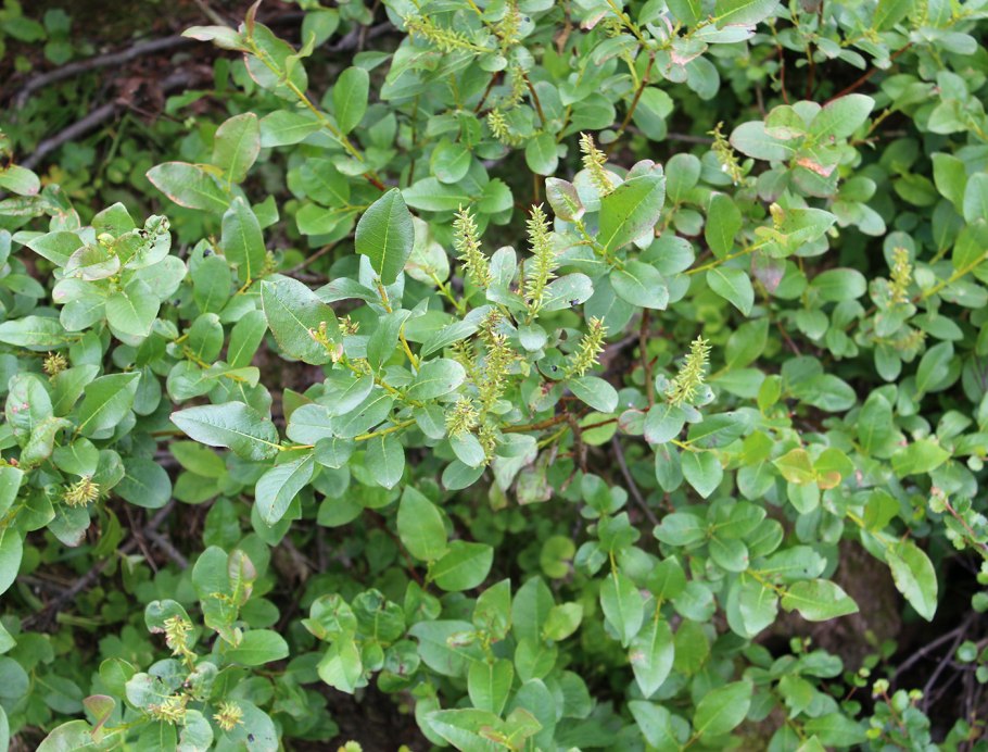 Ива грушанколистная Salix pyrolifolia
