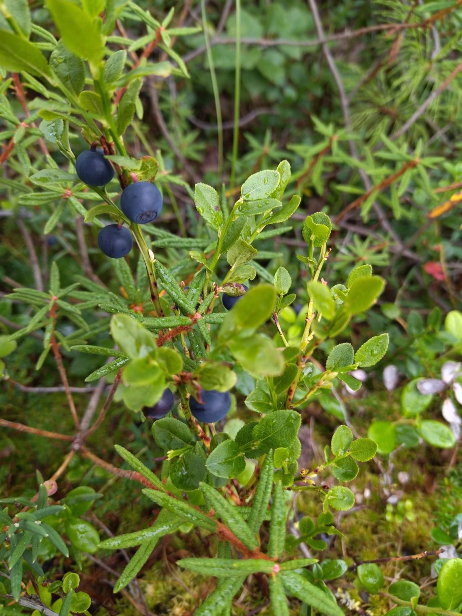 И́ва черни́чная (лат. Salix myrtilloides)