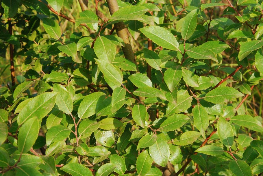 Ива Ракита шаровидная