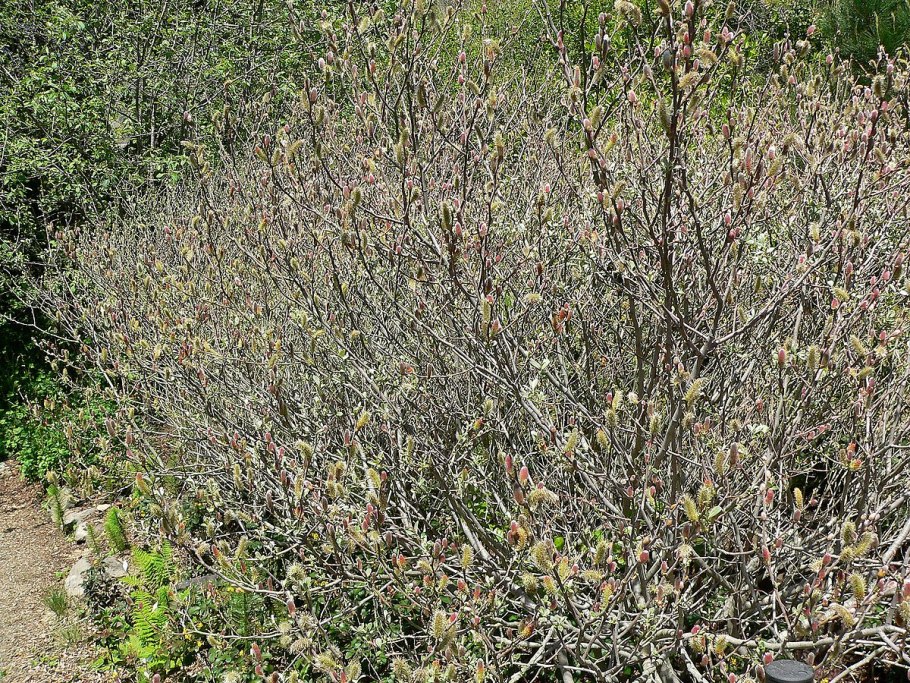 Ива лохолистная Elaeagnus