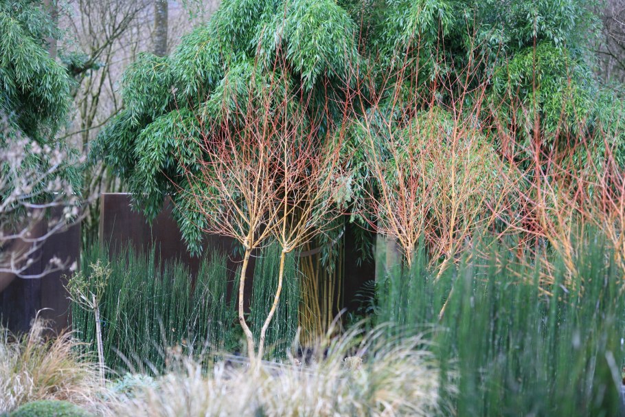 Ива Бреккэвиер