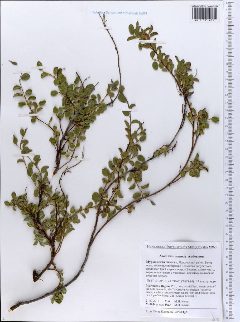 Карликовая Ива монетовидная (Salix nummularia)