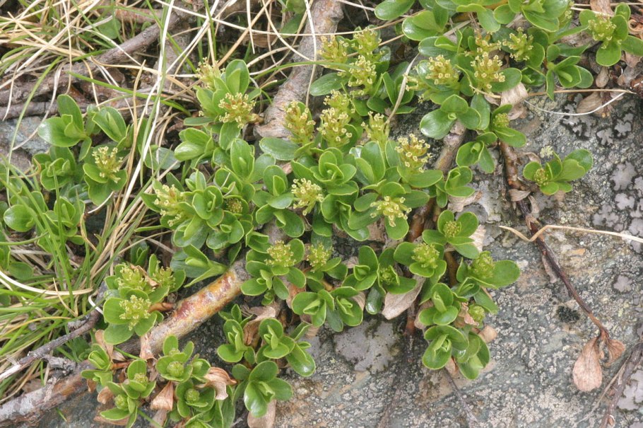 Salix retusa