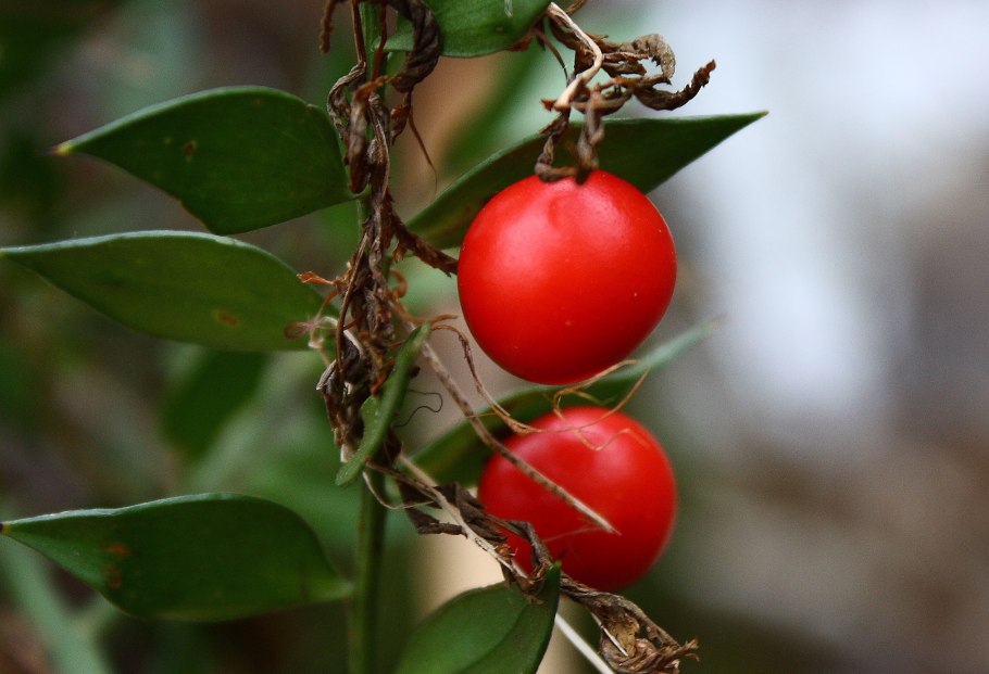 Мальпигия ягода