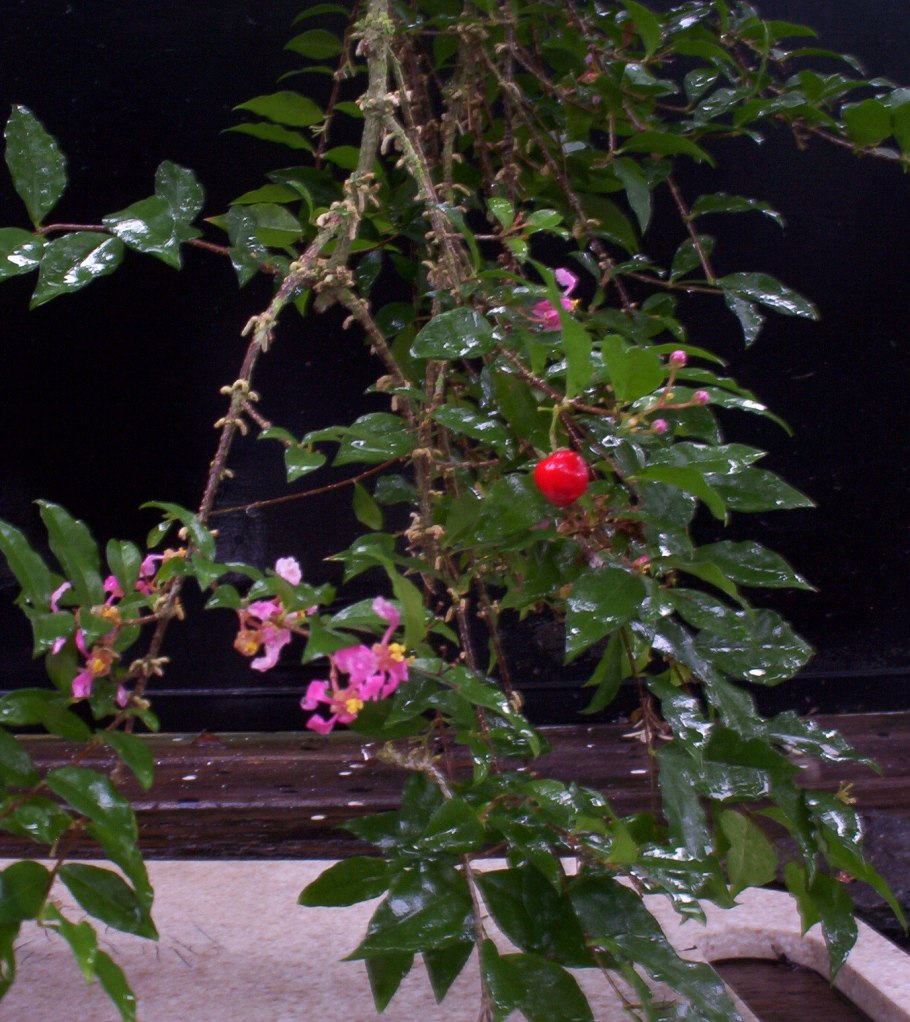 Мальпигия кокцигера Malpighia coccigera