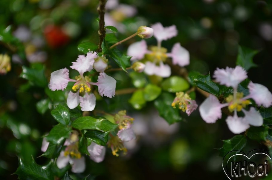 Мальпигия Глабра Dwarf