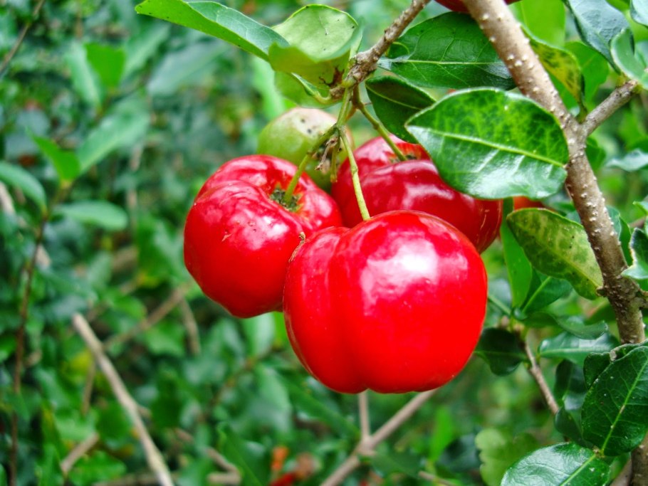 Мальпигия гранатолистная