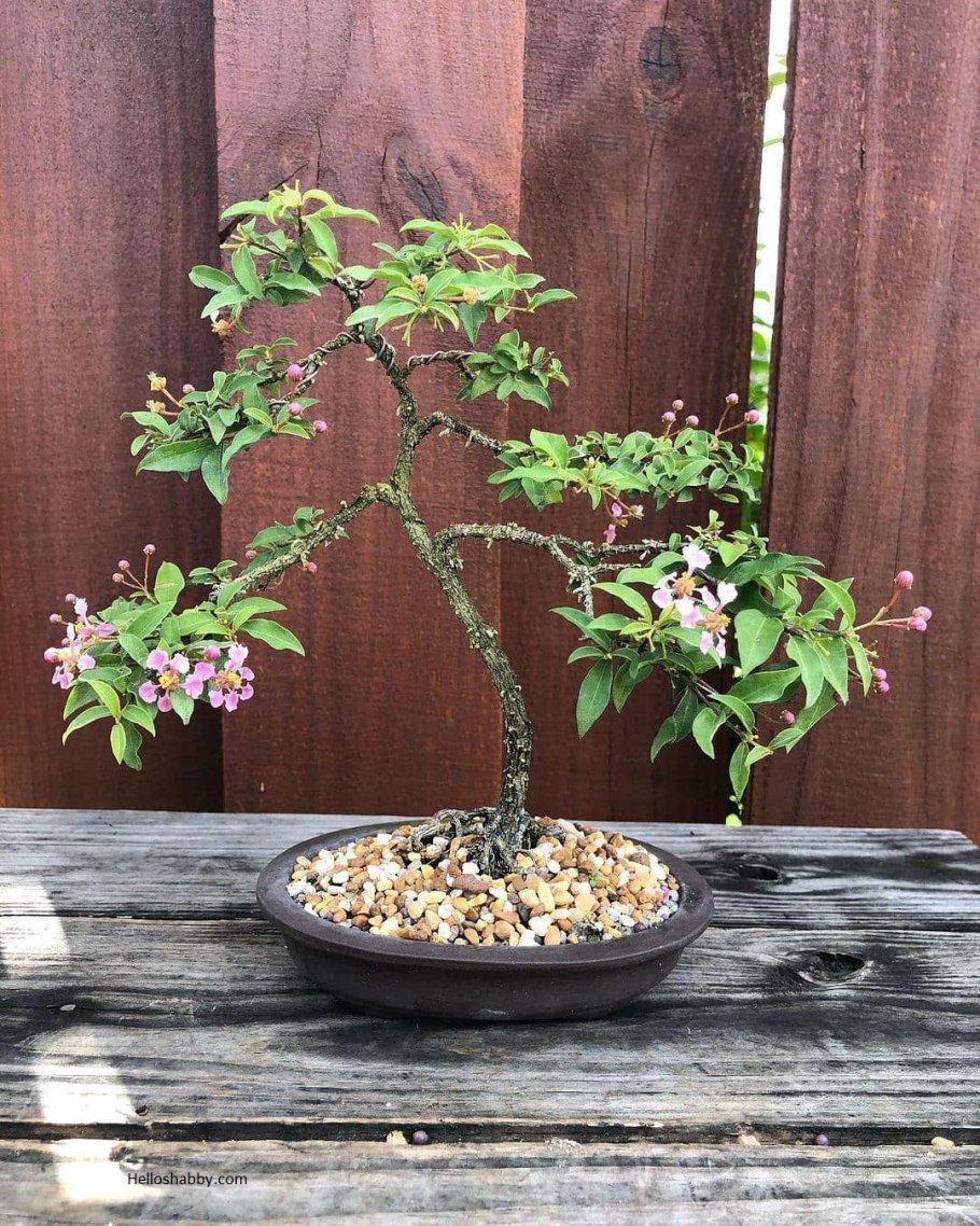 Мальпигия гранатолистная