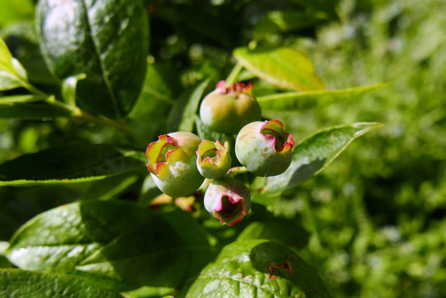 Мальпигия плоды