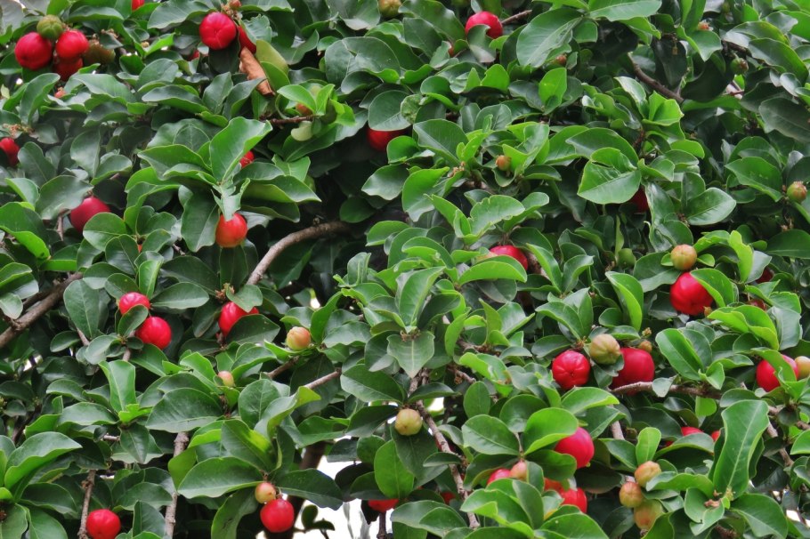 Мальпигия барбадосская вишня бонсай