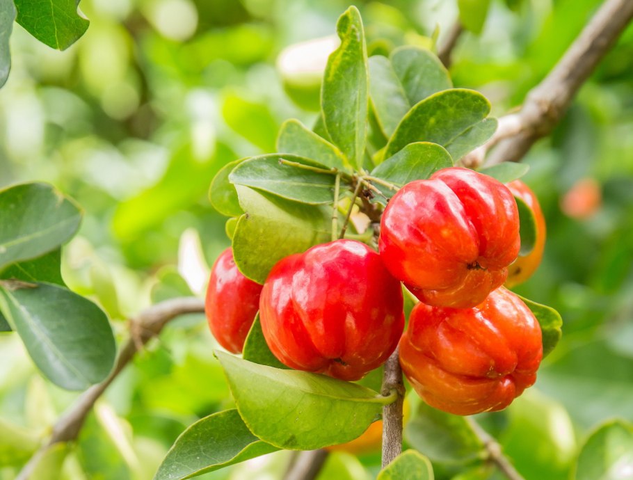 Мальпигия барбадосская вишня