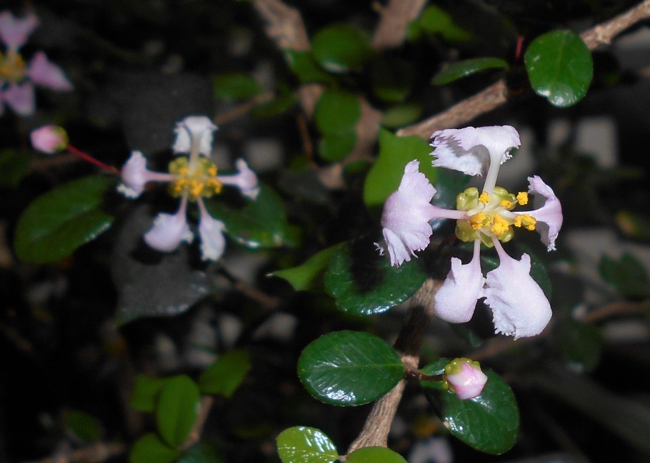 Бонсай падуб цветение