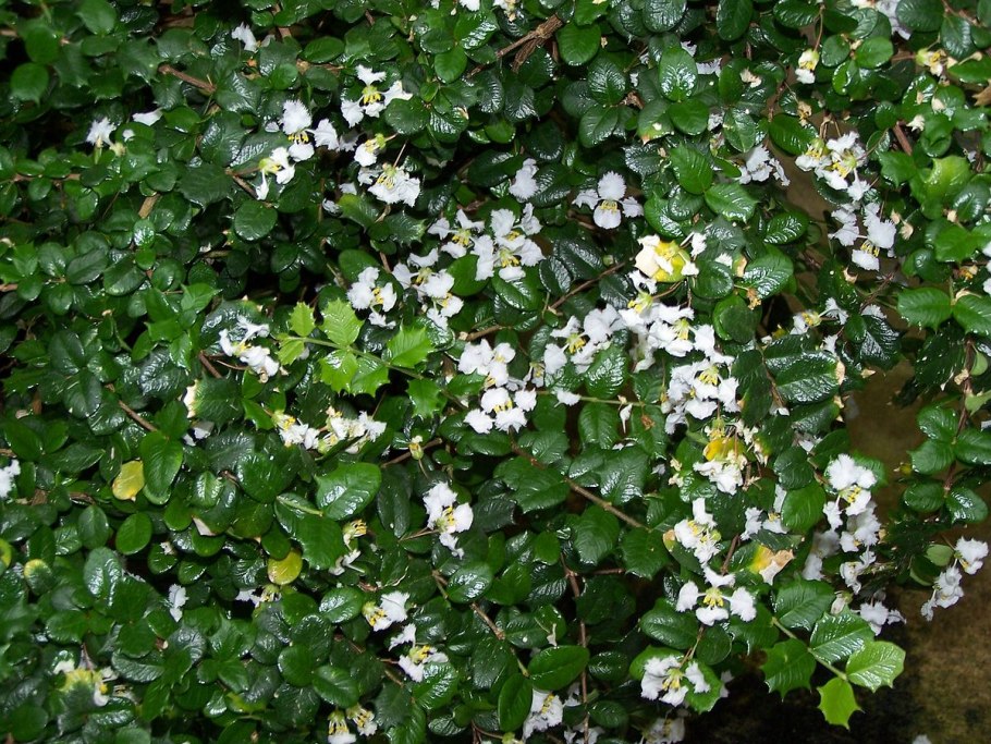 Мальпигия барбадосская вишня