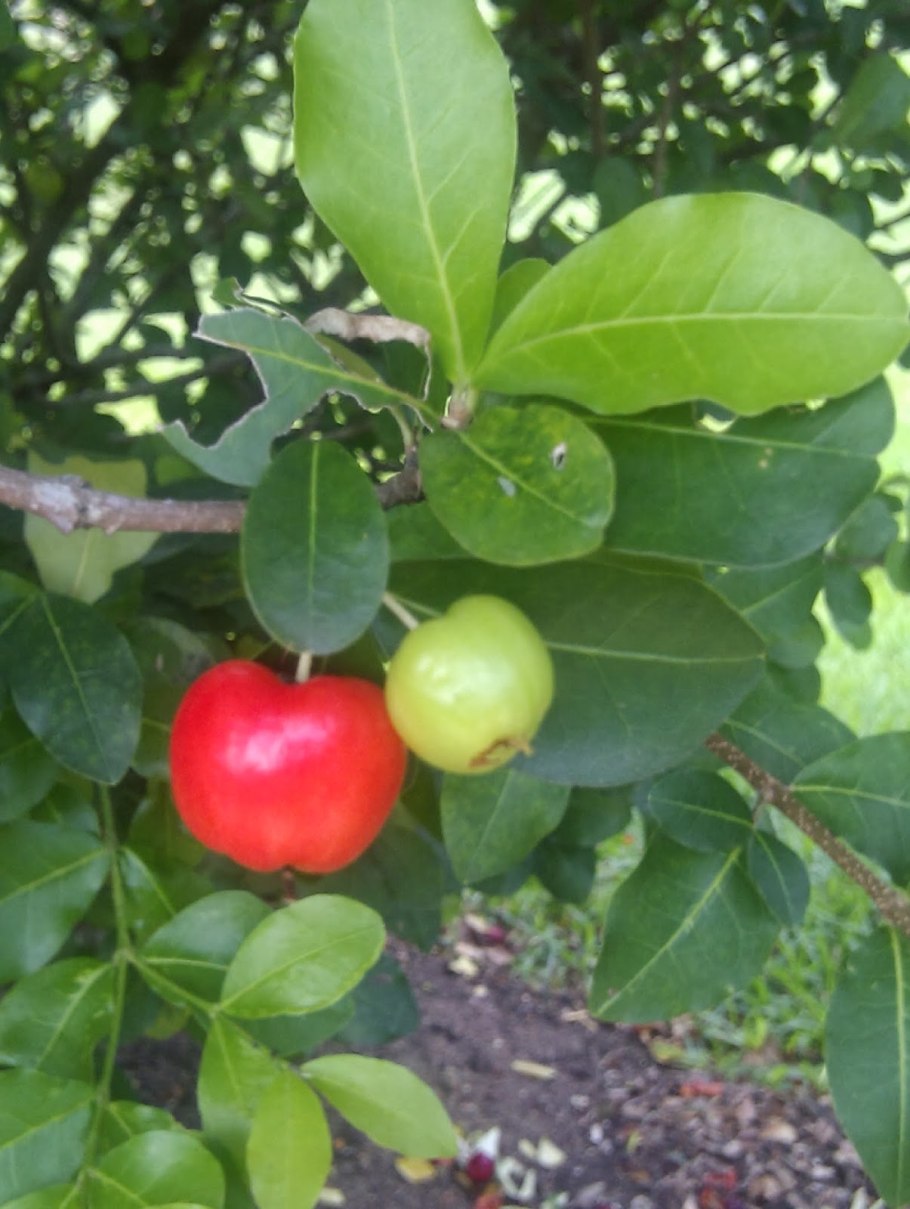 Вишня ацерола