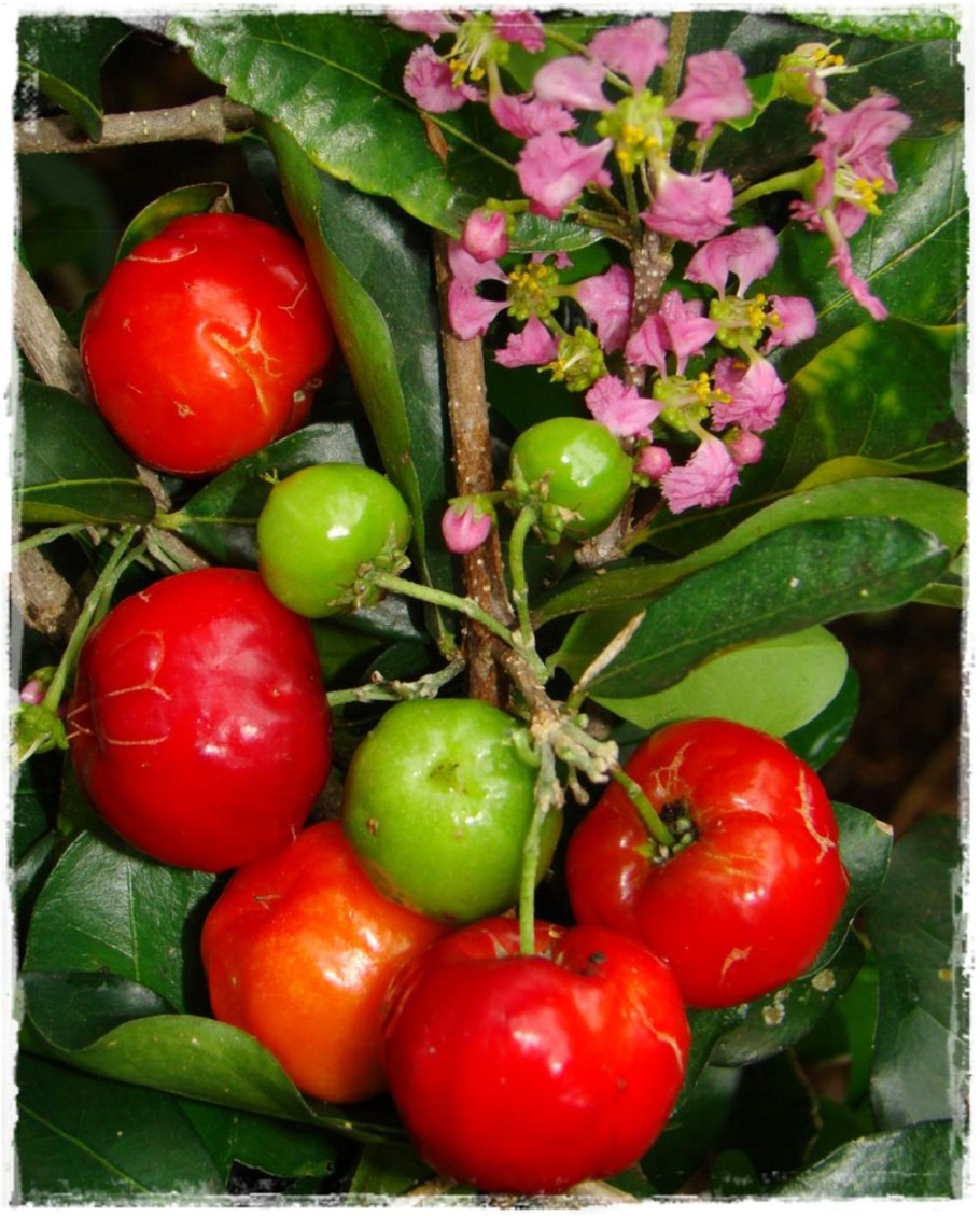 Мальпигия Глабра