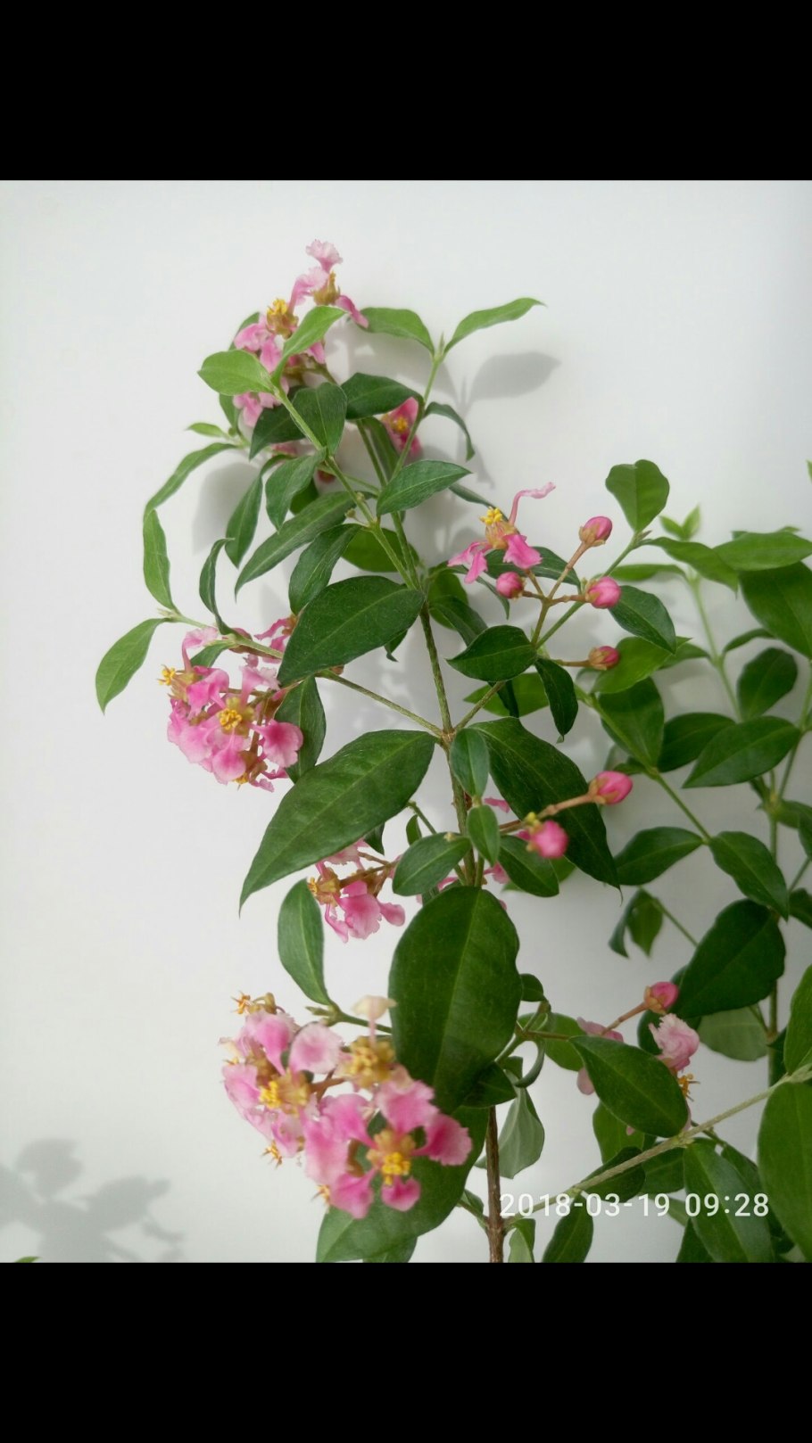 Мальпигия глабра