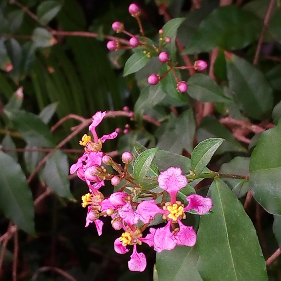 Ацерола (Мальпигия гранатолистная)