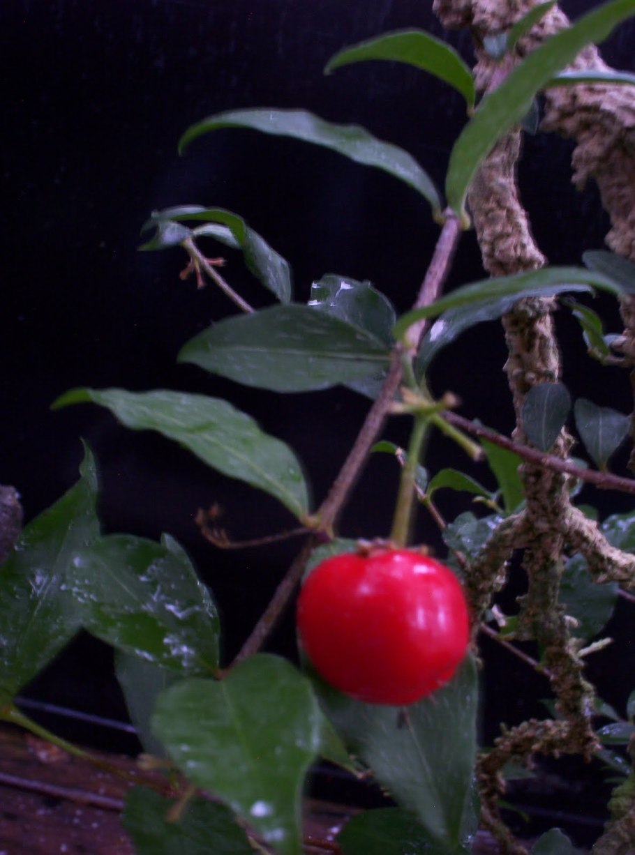 Тараножка ягода фото