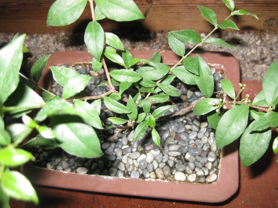 Мальпигия кокцигера