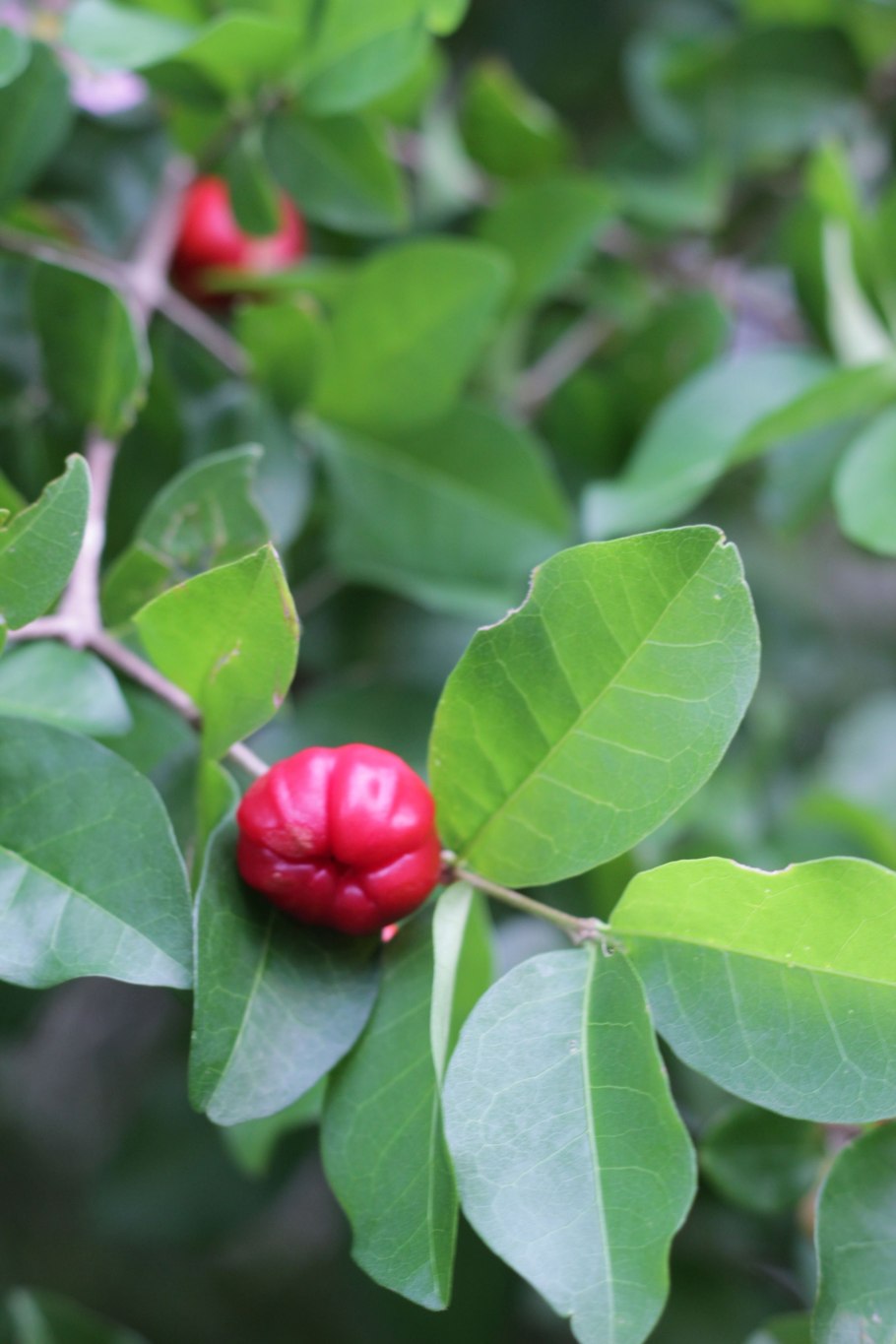 Мальпигия кокцигера