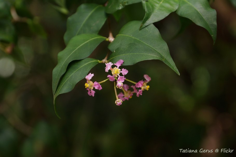 Ацерола (Мальпигия гранатолистная)