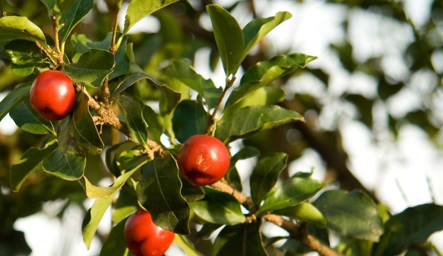 Мальпигия барбадосская вишня