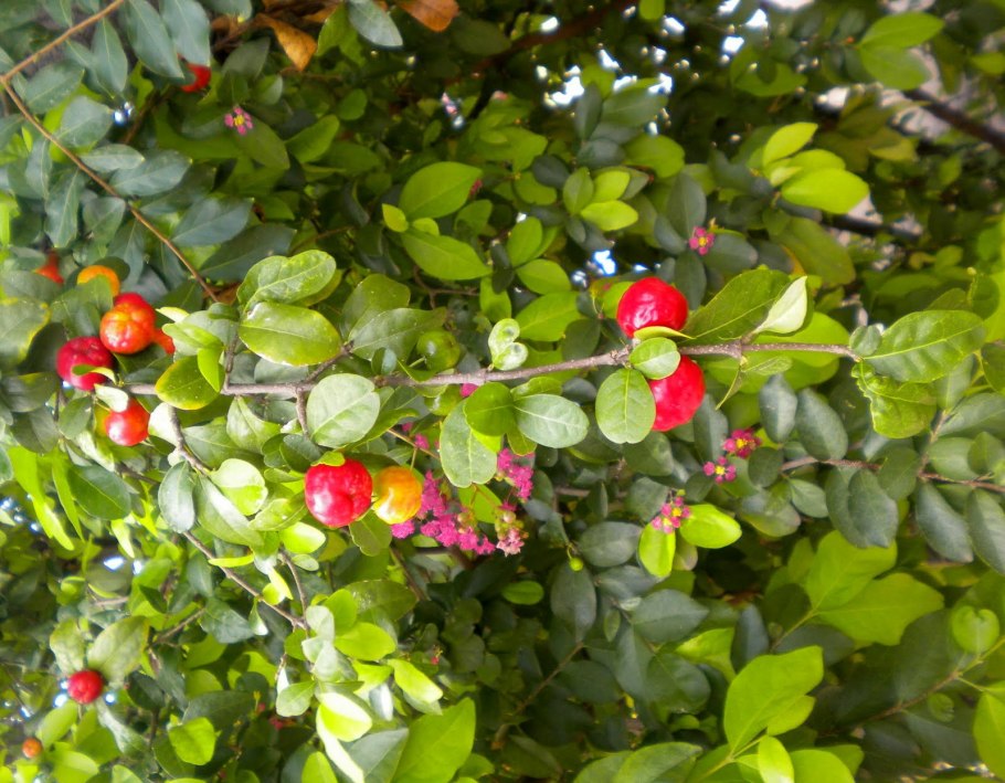 Мальпигия гранатолистная