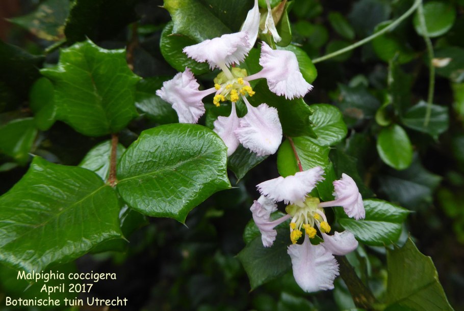 Malpighia punicifolia