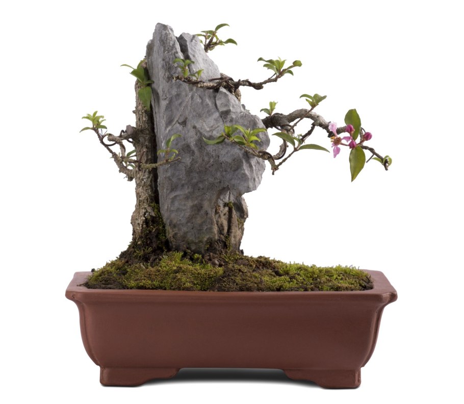 Карибская вишня ацерола