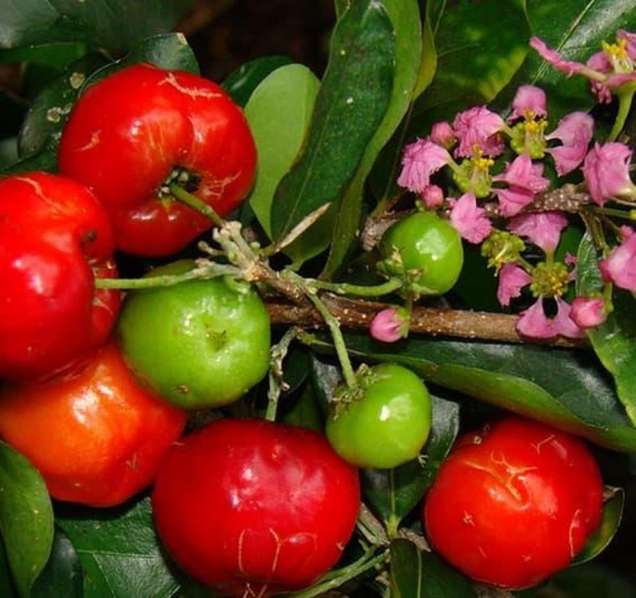 Мальпигия Багряная