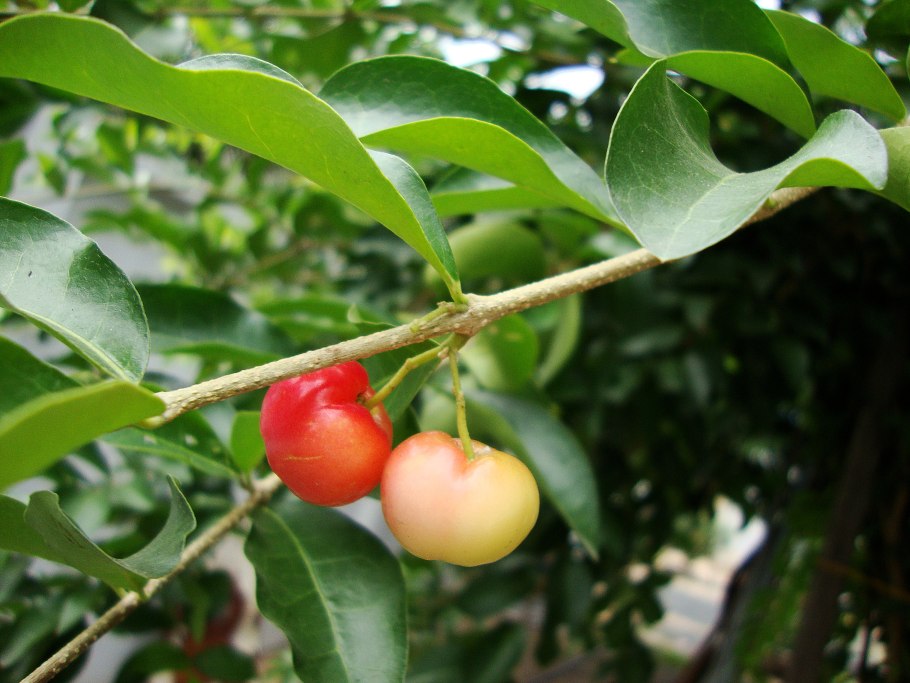 Суринамская вишня питанга