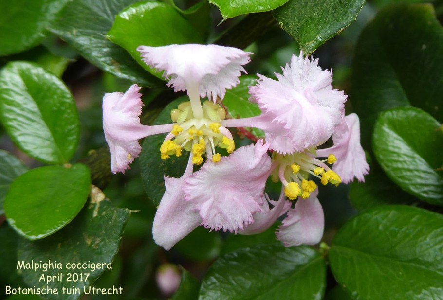 Мальпигия коккигера
