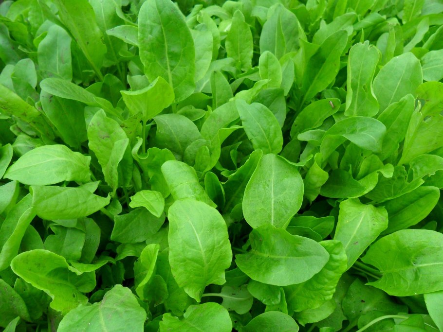 Щавель (Rumex)
