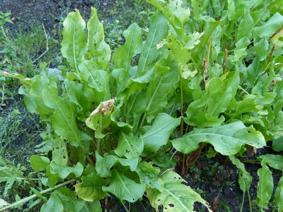 Щавель Бельвийский