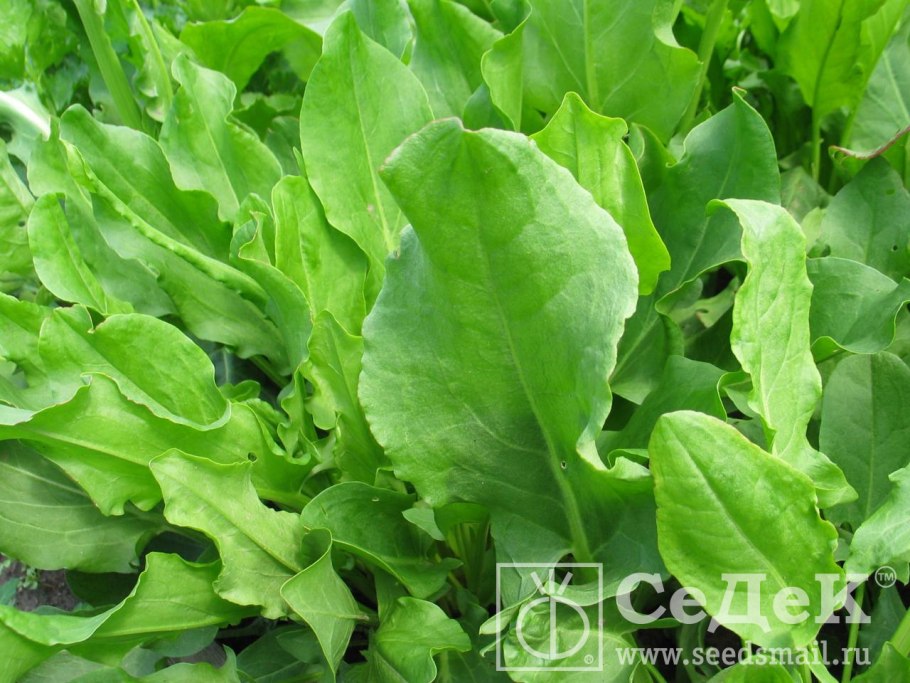 Щавель огородный