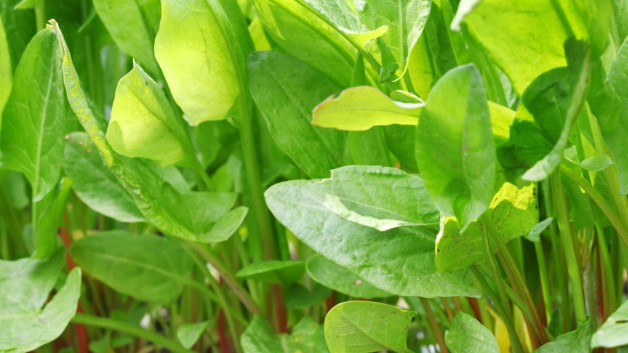 Щавель кислый Rumex acetosa