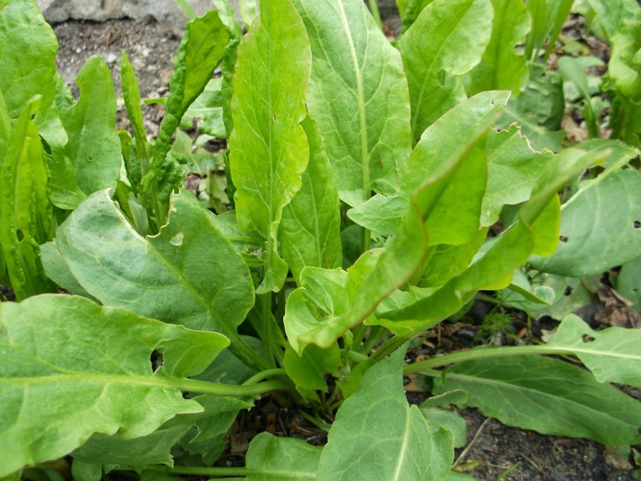 Щавель Везувий