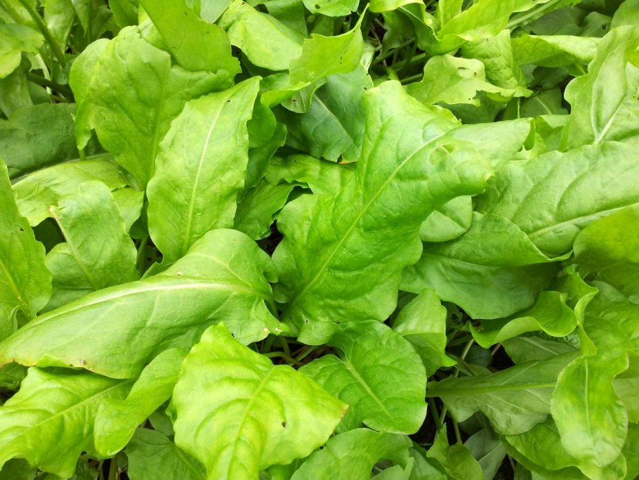 Щавель обыкновенный Rumex acetosa