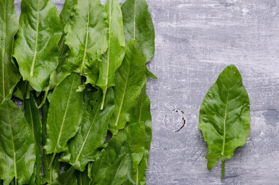 Шпинат широколистный