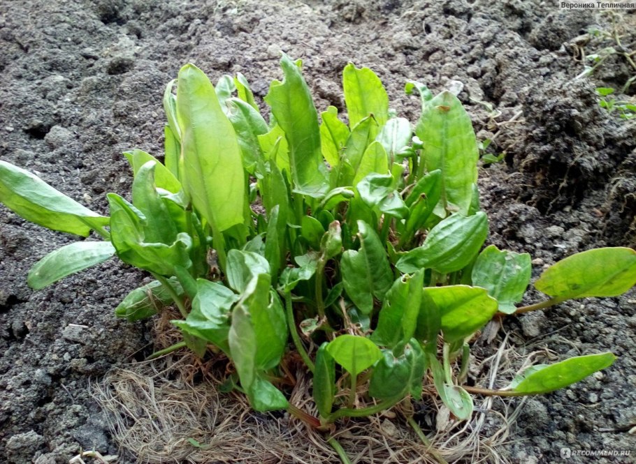 Щавель куст