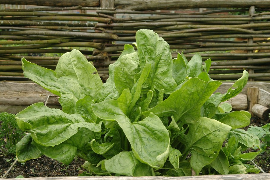 Кресс щавель