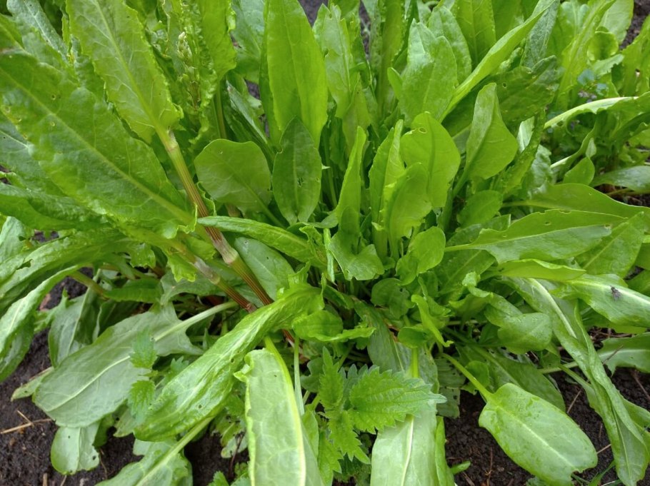 Кисленка щавель