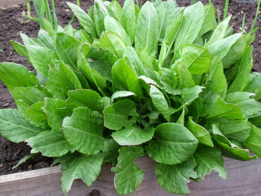 Шпинат широколистный