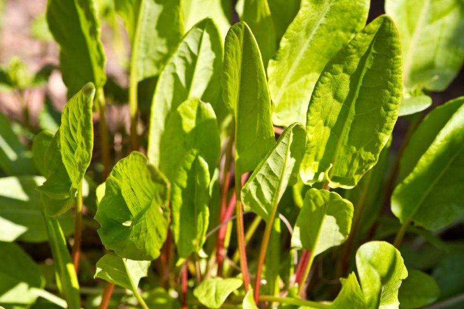 Щавель (Rumex)