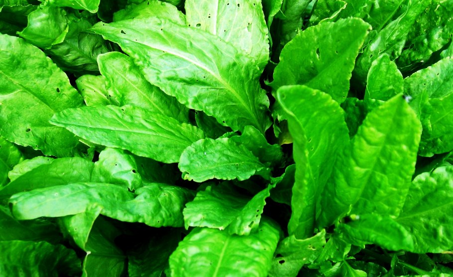 Щавель кислый Rumex acetosa