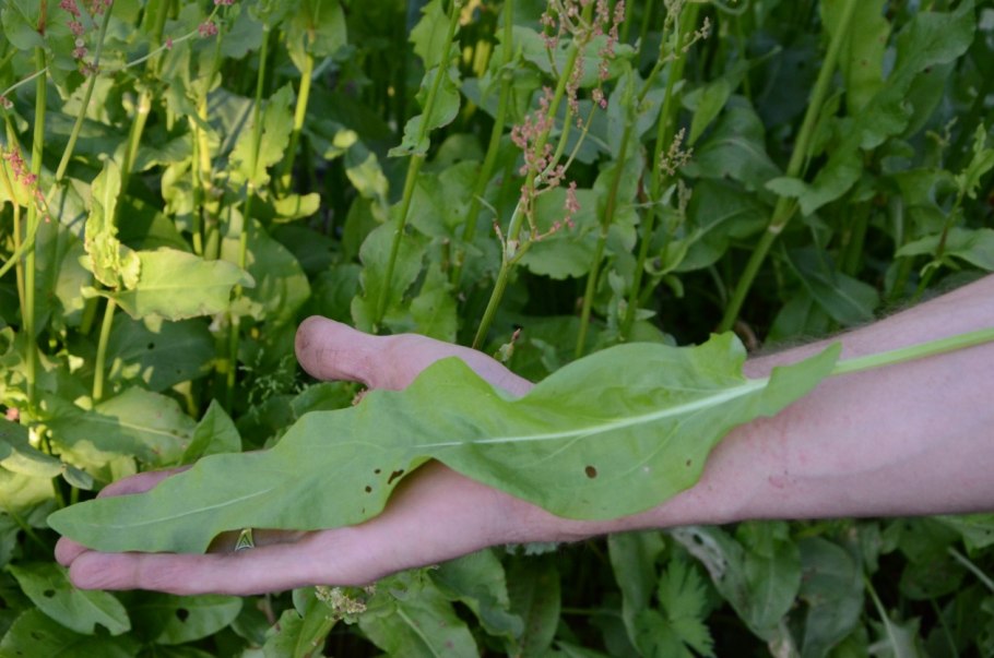 Кислятка и щавель