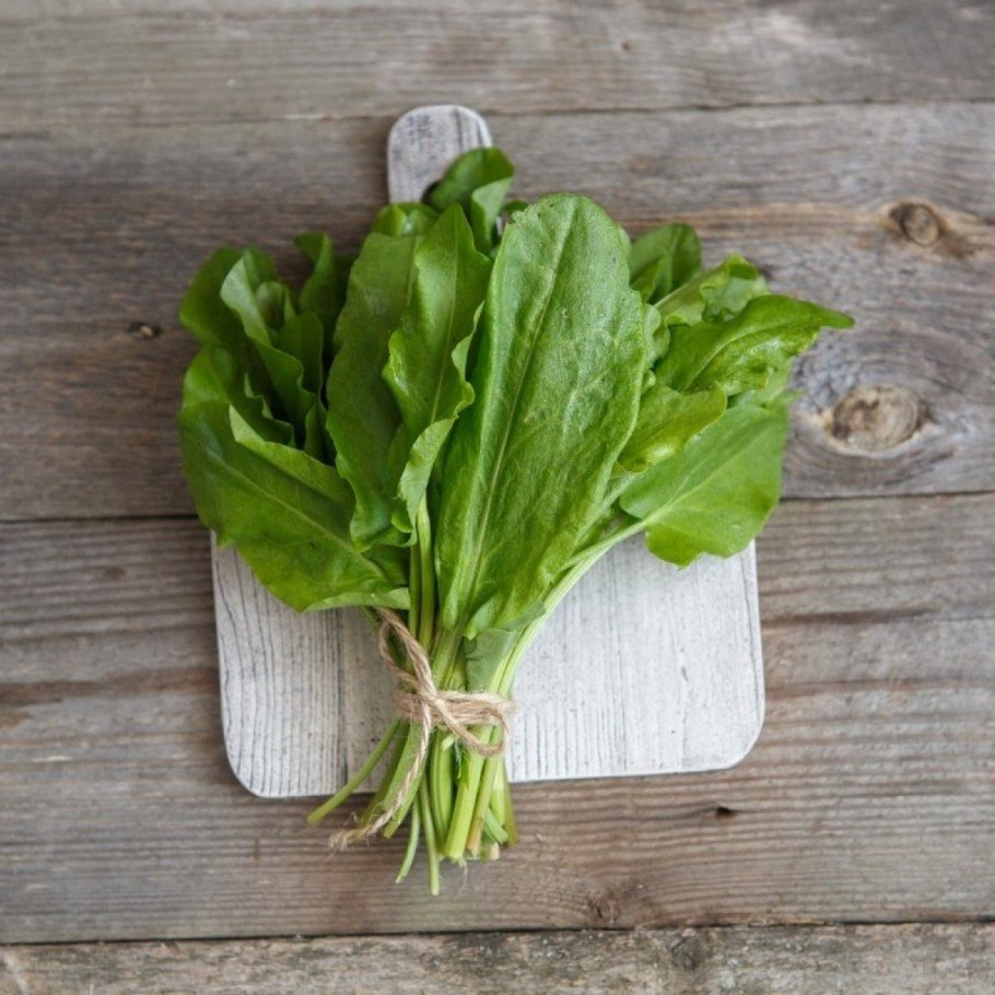 Щавель растение