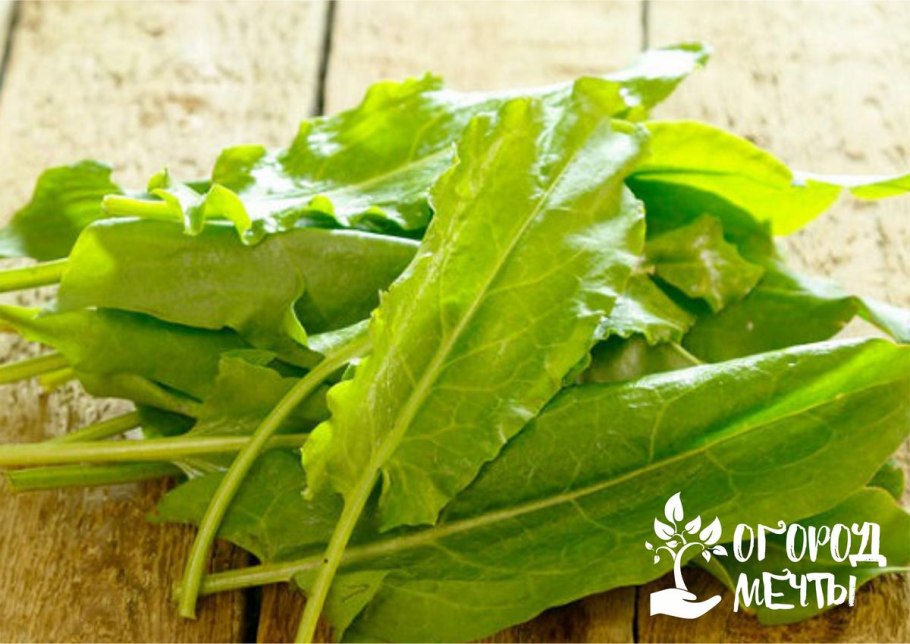 Щавель широколистный