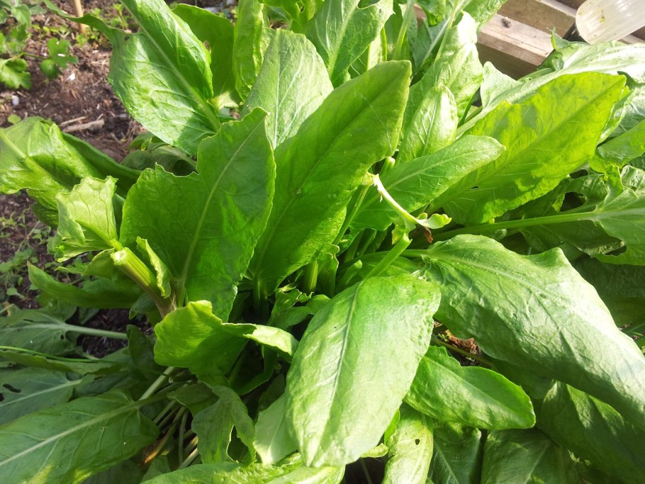 Щавель (Rumex)